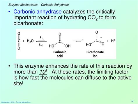 carbonic anhydrase reaction rate